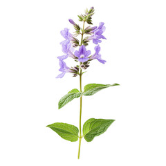 Fototapeta premium Delicate Lavender Flower Stem Botanical Beauty Nature Photography isolated on transparent background cutout