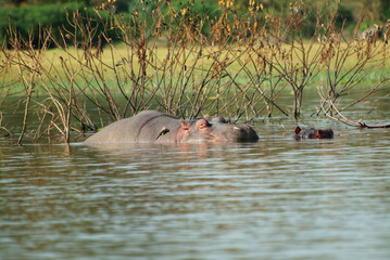Hippopotamus in Naivasha lake, Kenya, Africa