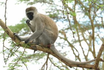 Vervet monkey, Lake Nakuru national park, Kenya, Africa