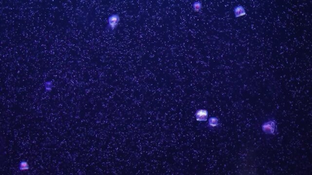 Turritopsis nutricula jellyfish in aquarium