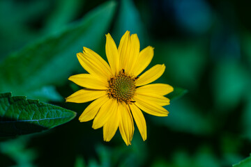 Heliopsis helianthoides flowers blooms in the summer garden, closeup. Bright of yellow Heliopsis flower on a sunny day at morning, macro. Charming flower head on green leaves