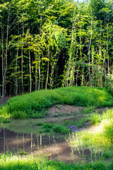 Obraz premium Teich nach viel regen im Wald