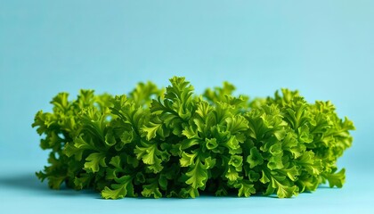 Obraz premium Lush green vegetable crown on soft blue backdrop, healthy eating, beauty