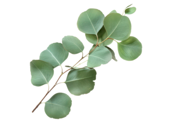 eucalyptus leaves on branch isolated on white or transparent png
