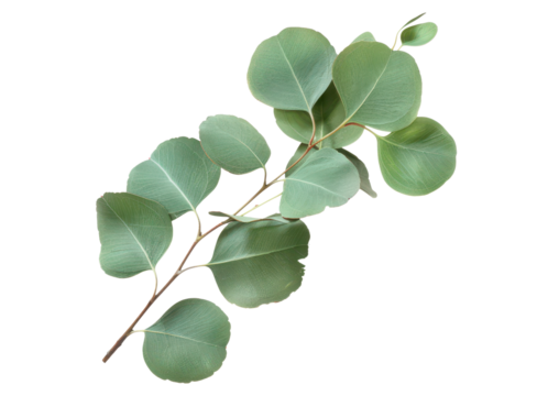 eucalyptus leaves on branch isolated on white or transparent png