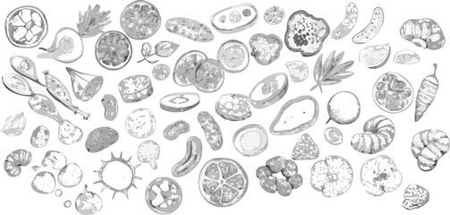 Monochrome watercolor illustration featuring a diverse assortment of sliced fruits and vegetables spread out