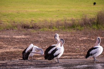 Close up of a flock of pelicans preening by the lake, Lake Colac, Victoria, Australia