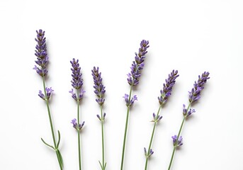 Naklejka premium Beautiful Lavender Flower Stems Isolated on White Background for Aromatherapy and Natural Beauty Product Mockups