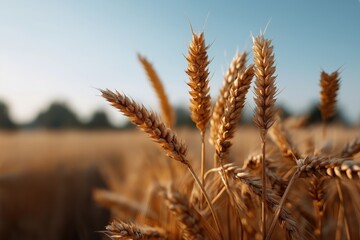 Fototapeta premium Golden wheat field at sunrise with close-up of ripe ears under clear sky