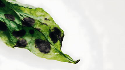 Abstract close-up of a wilting green leaf with dark spots, starkly contrasted against a sterile white background.