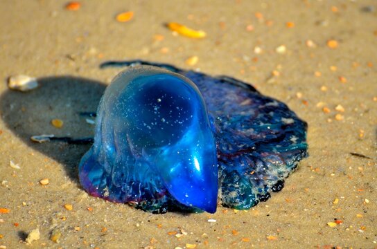 jellyfish on the beach