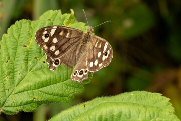 Speckled wood butterfly resting on green leaf