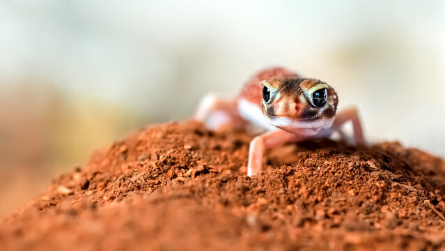 Male Smooth knob-tailed gecko on the sand in a terrarium. Nephrurus levis, Loiret 45, région Centre Val de Loire, France, European Union, Europe