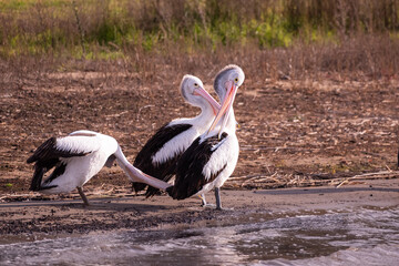 Close up of a flock of pelicans preening by the lake, Lake Colac, Victoria, Australia