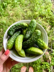 fresh cucumbers in a basket