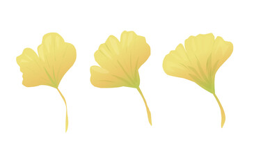 yellow gingko leaf autumn fall illustration isolated on white 