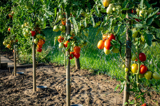 Tomaten anbauen im eigenen Garten
