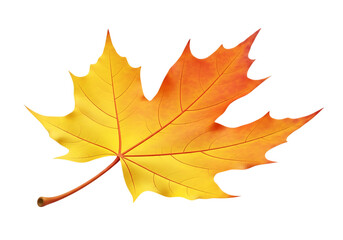 Obraz premium Autumn maple leaf gradient yellow orange isolated on a transparent background fall season