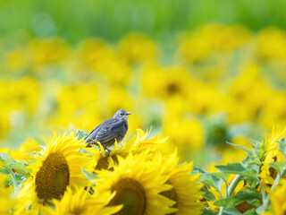 Young starling bird perched on a sunflower