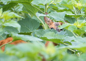 Hiding roebuck