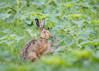 brown hare hiding in a field