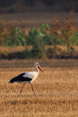 a passeggio nel grano