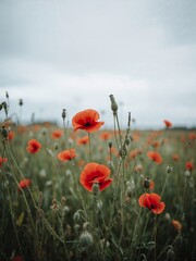 A field of red poppies under a cloudy sky creating a serene and natural outdoor landscape view now