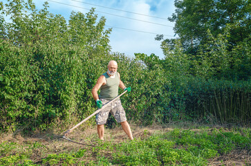 Bearded bald strong man in glasses, breeches mows weeds with hand scythe. Home yard care