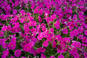 Obraz premium Background of blooming bright pink petunia growing in the garden on the flowerbed.