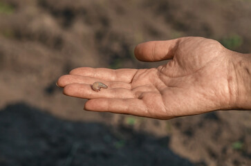 Snail sits on woman's palm and slowly crawls over skin. Benefits of snails in cosmetology.