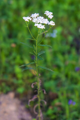 Yarrow (Achillea millefolium) Flowers – Close-Up of Wild Medicinal Bloom