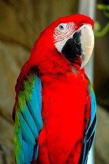 Vibrant colors of a Macaw bird