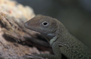 Anolis marbré