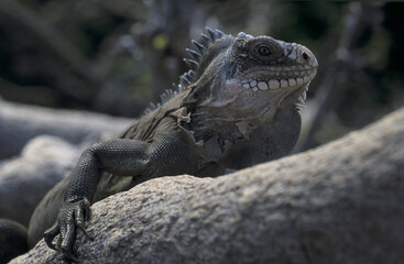 Iguane terrestre