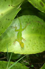 Anolis marbr&eacute;