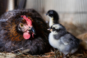 Ein junges Küken und die Henne schauen in die Kamera