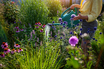 Woman gardener watering plants with watering can in summer garden. Taking care of blooming globe thistle, echinacea flowers.