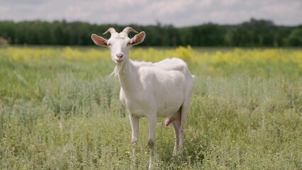 Milk white goat chews green grass in the field, full udder with milk, food for little kids, livestock raising on the farm, farming, walking pets on the ranch, healthy goat concept.