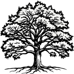 Obraz premium Detailed Black and White Illustration of a Large Oak Tree with Exposed Roots Keywords: tree, oak