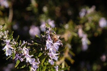European Honey Bee (Apis mellifera) collecting nectar from lavender, South Australia