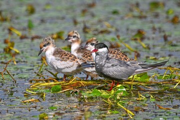 a pair of wild ducks