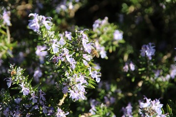 European Honey Bee (Apis mellifera) collecting nectar from lavender, South Australia