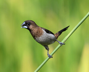 blue tit perched on a branch