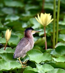 black crowned night heron ardea cinerea