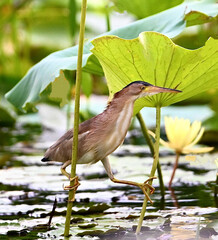 heron on a branch