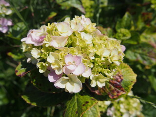 淡い色合いのアジサイ