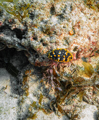 Phyllidia tula sea slug - dorid nudibranch on Ningaloo Coral Reef, Western Australia, Australia
