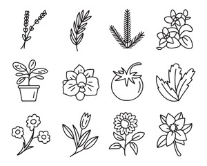 Collection of twelve black and white line art botanical illustrations including flowers plants and a tomato