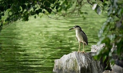 black crowned night heron ardea cinerea