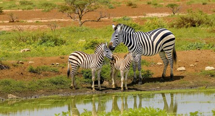 Zebra Family at Waterhole: Mother and Foals Drinking in African Landscape
